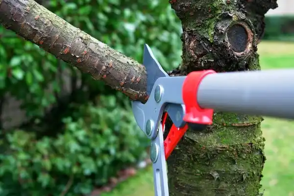 tree services Arial
